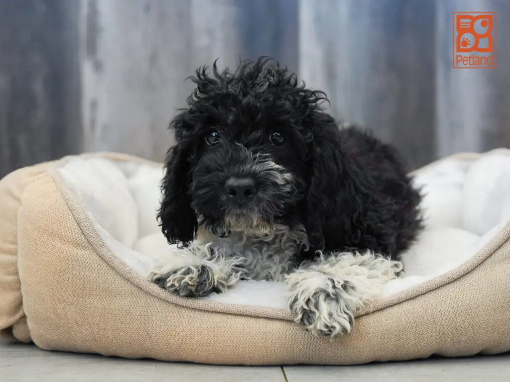 Cavapoo Image #1