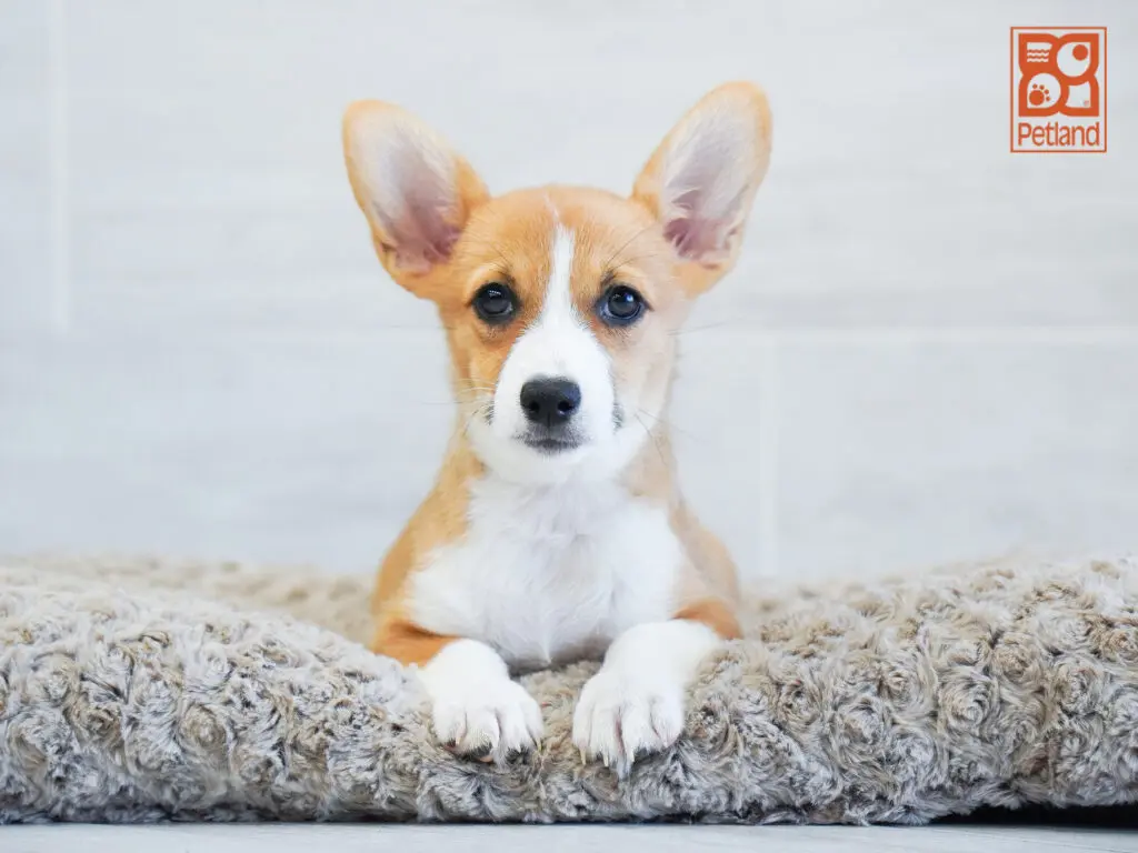 Pembroke Welsh Corgi Image #1