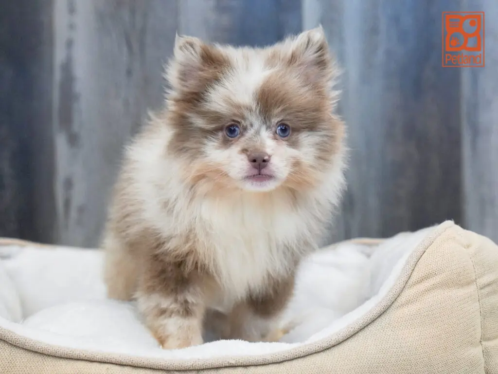Pomeranian Image #1