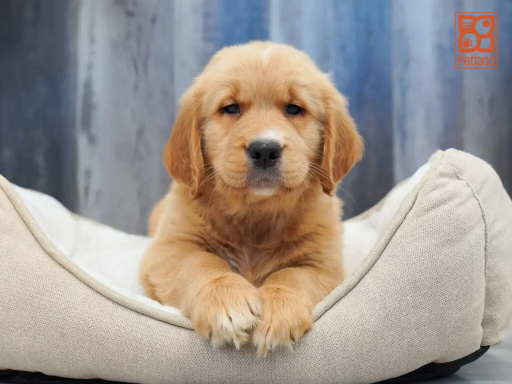 Golden Retriever Image #1