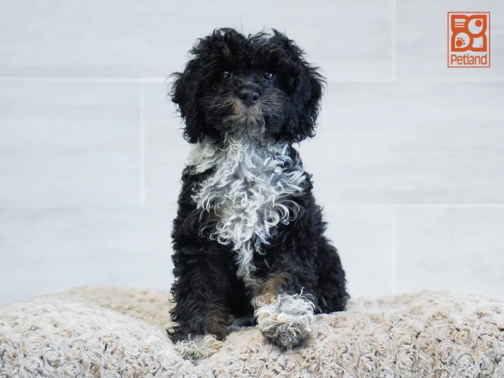 Mini Bernadoodle 2nd Gen Image #1