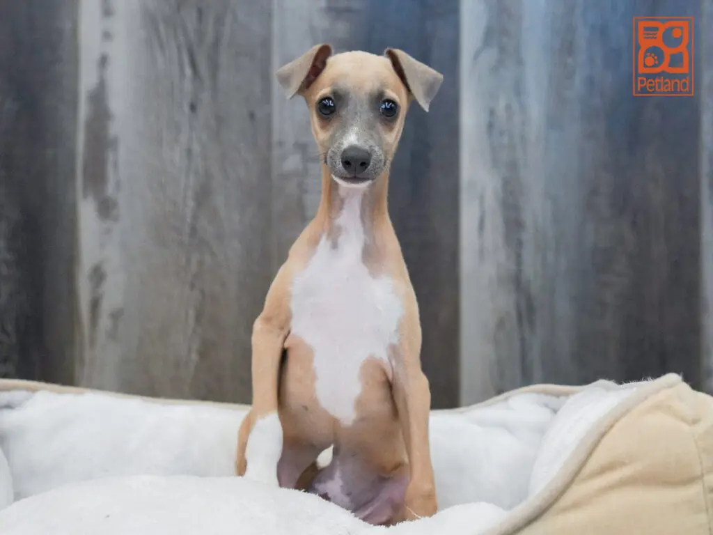 Italian Greyhound Image #1