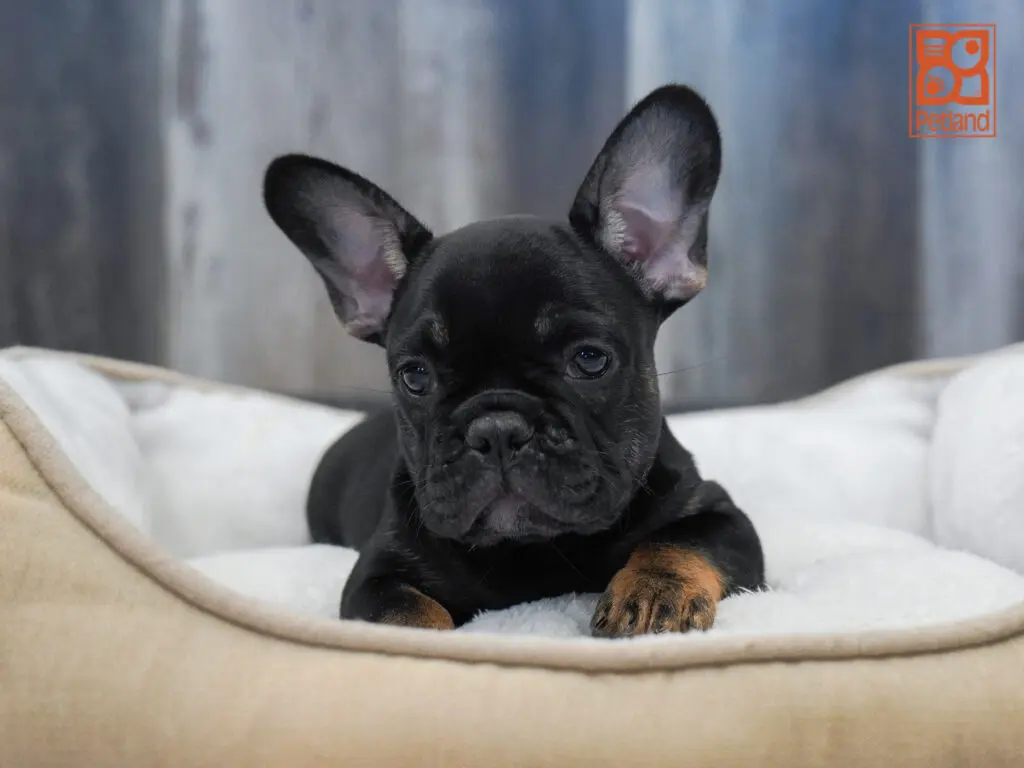 French Bulldog Image #1