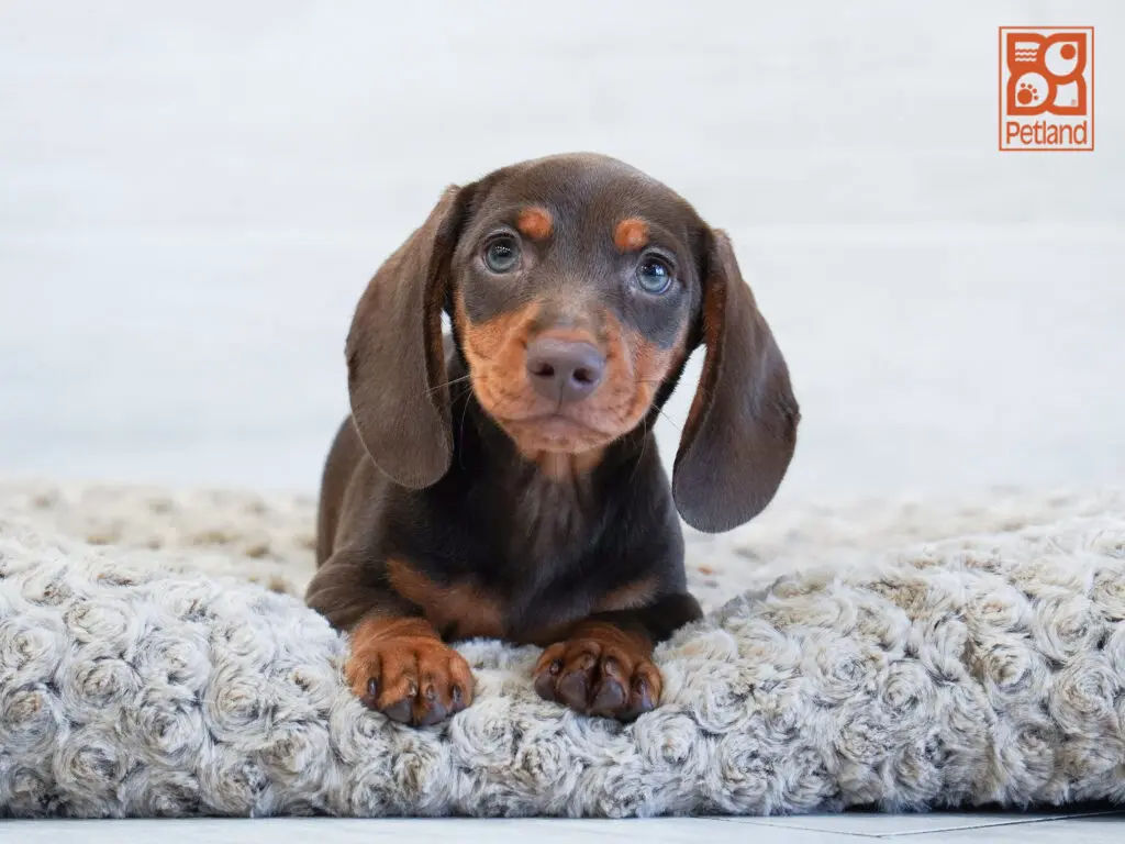 Dachshund Image #1