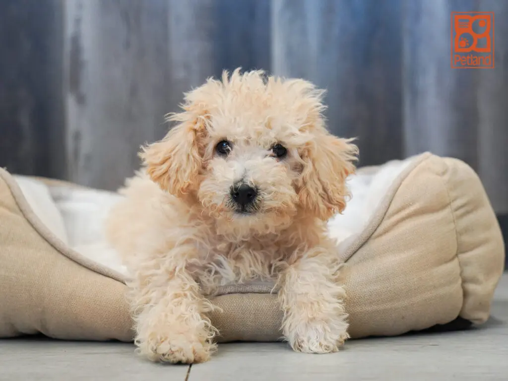 Bichonpoo Image #1