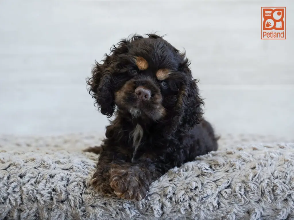 Cocker Spaniel - 4929 Image #1