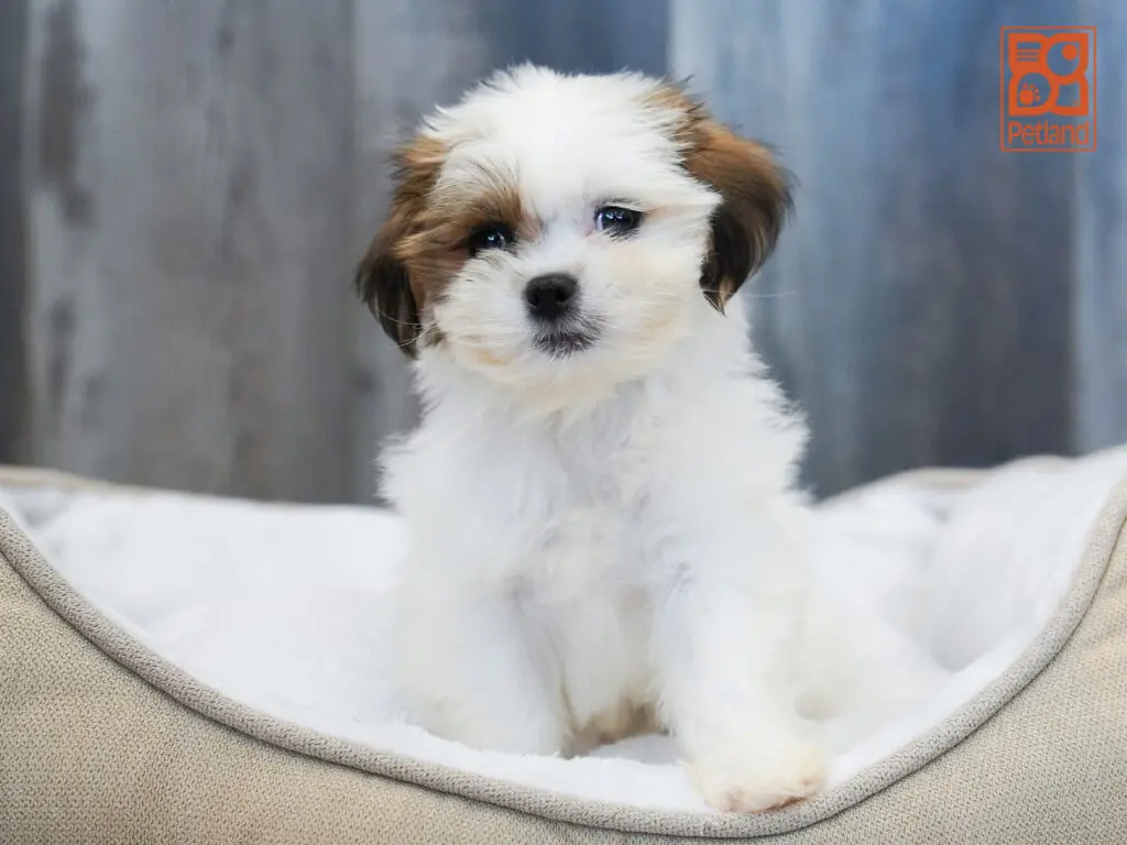 ShihPoo Image #1