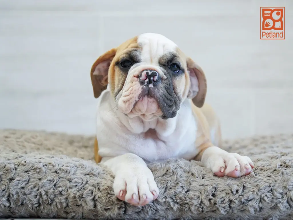 Olde English Bulldog Image #1