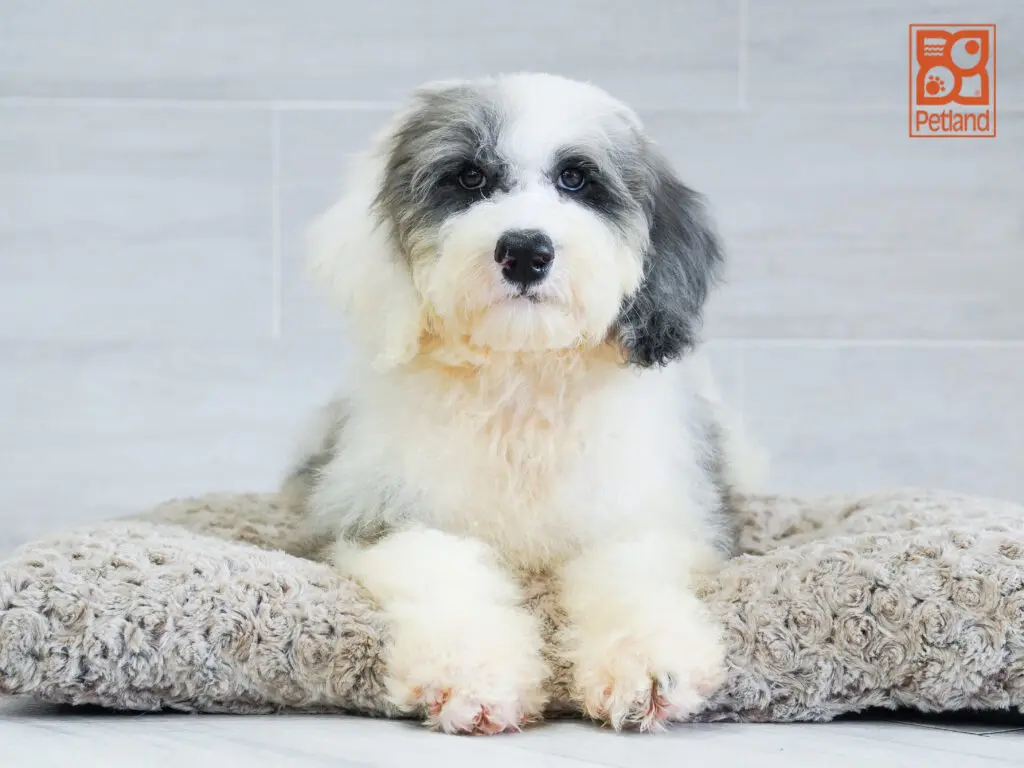 Sheepadoodle Image #1