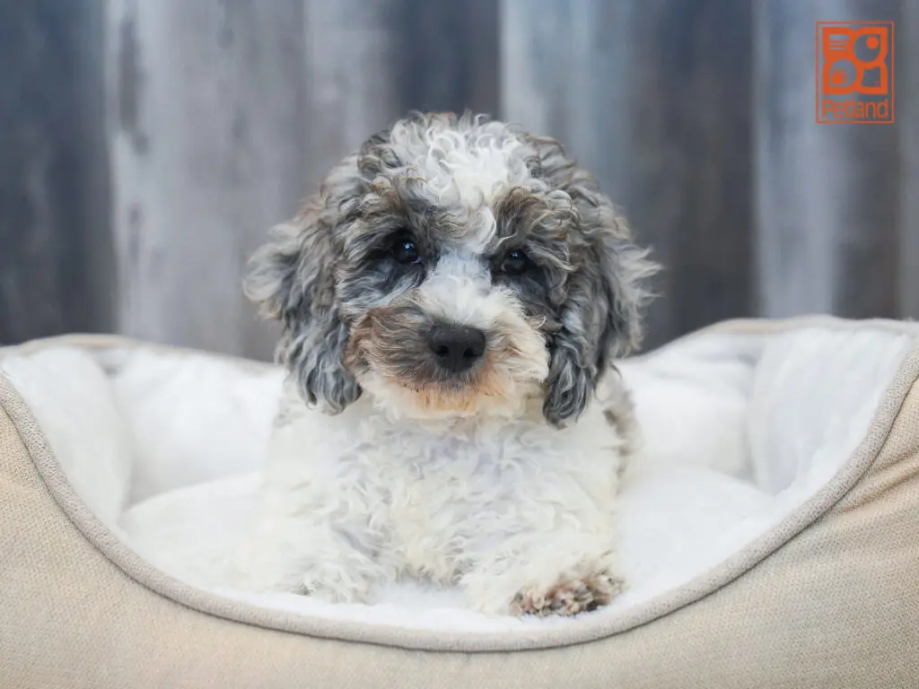 Cavapoo Image #1