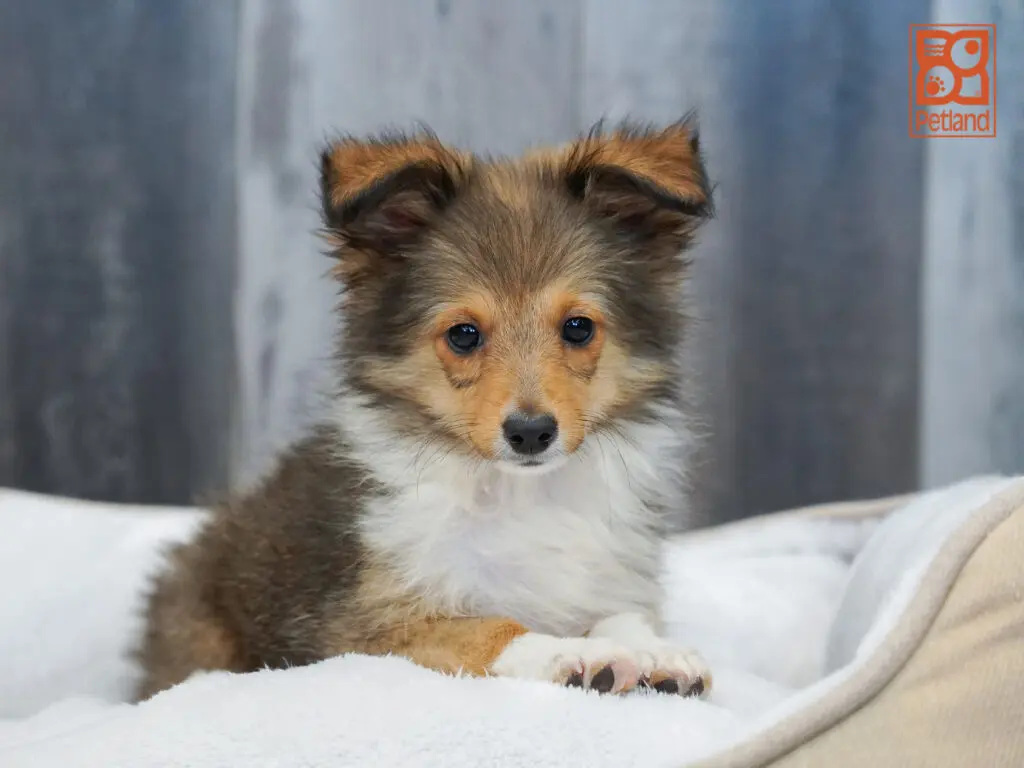 Shetland Sheepdog Image #1