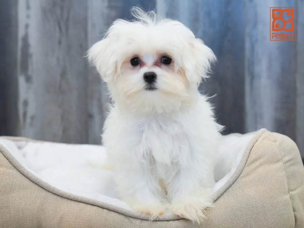 Maltese Image #1