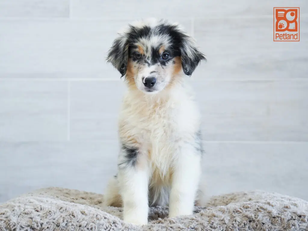 Australian Shepherd Image #1