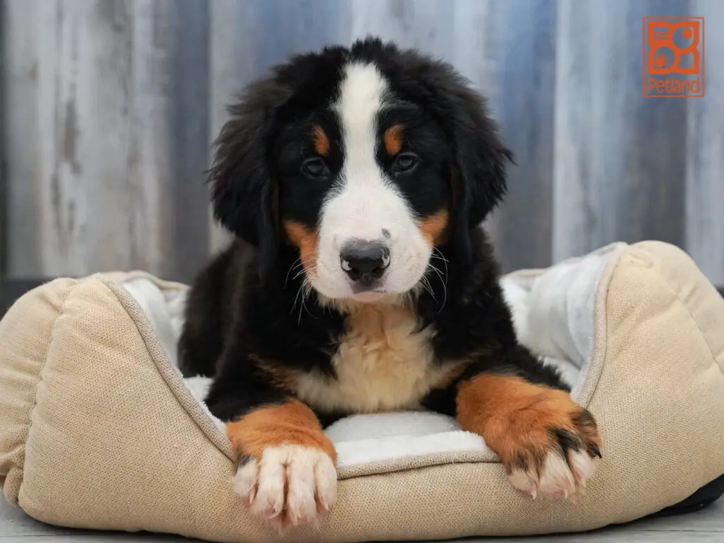 Bernese Mountain Dog Image #1