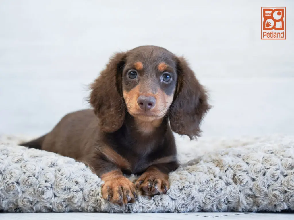 Dachshund Image #1