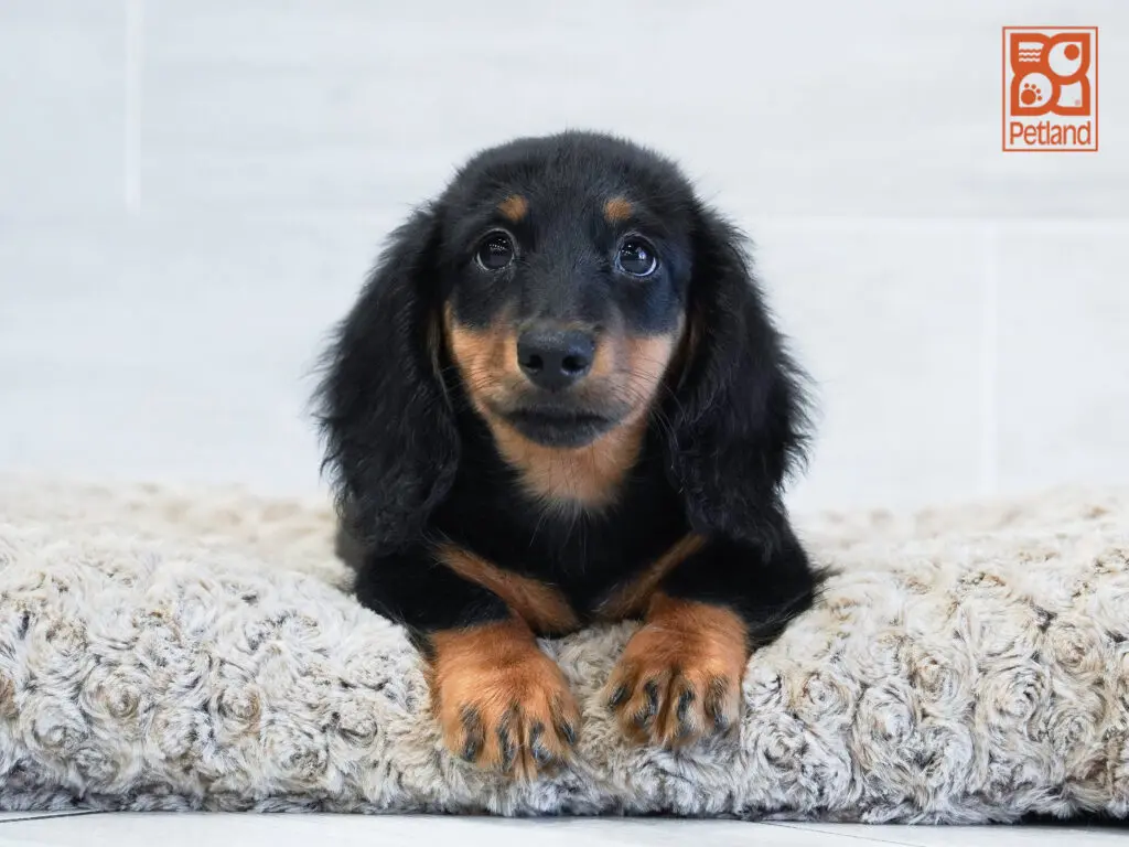 Dachshund Image #1
