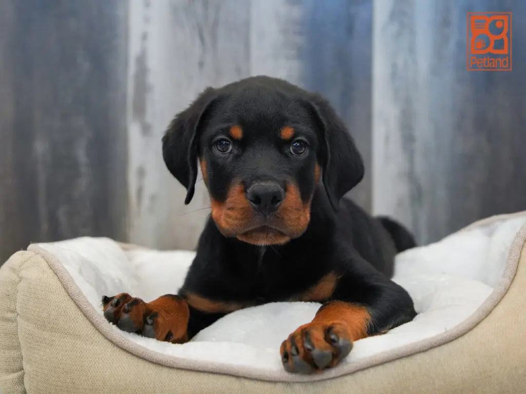 Rottweiler Image #1