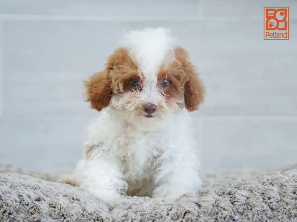 Poodle Image #1