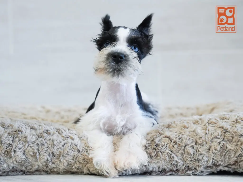 Miniature Schnauzer Image #1