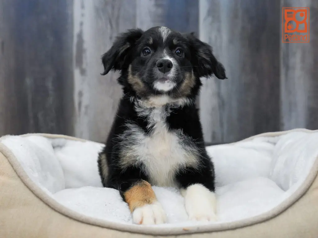 Australian Shepherd Image #1