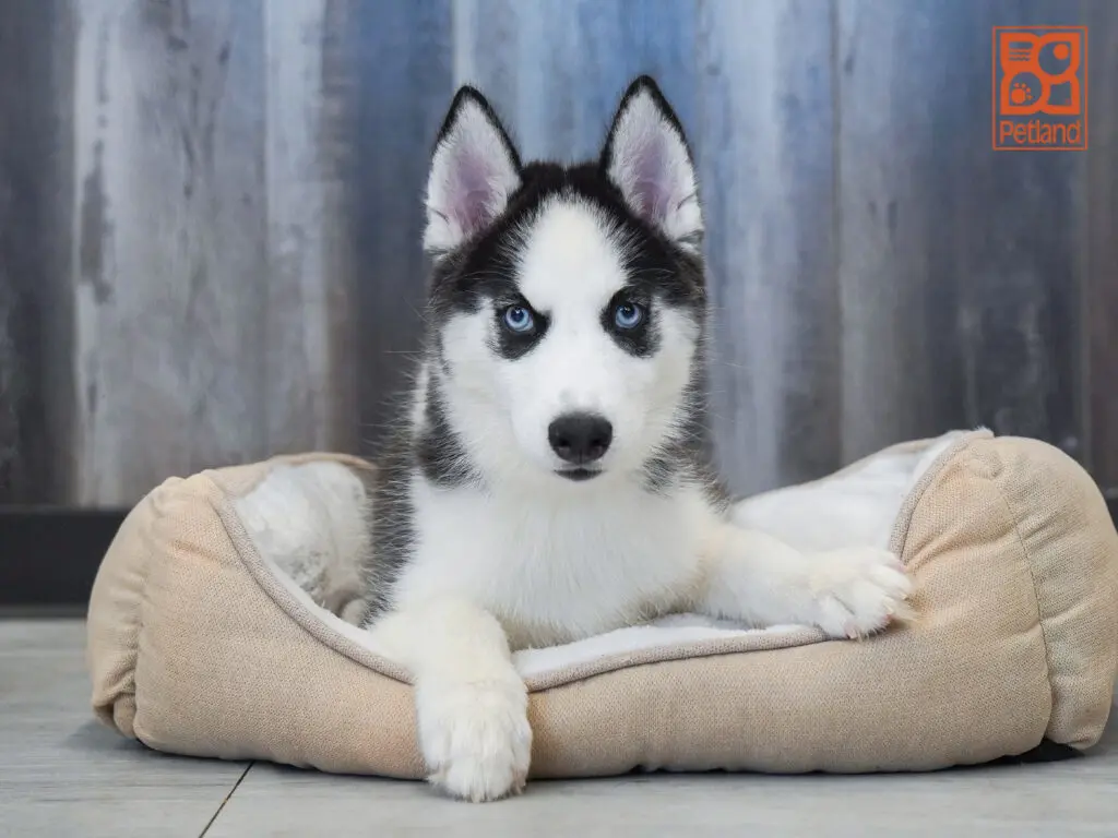 Siberian Husky Image #1