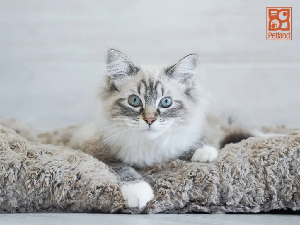 Ragdoll Image #1