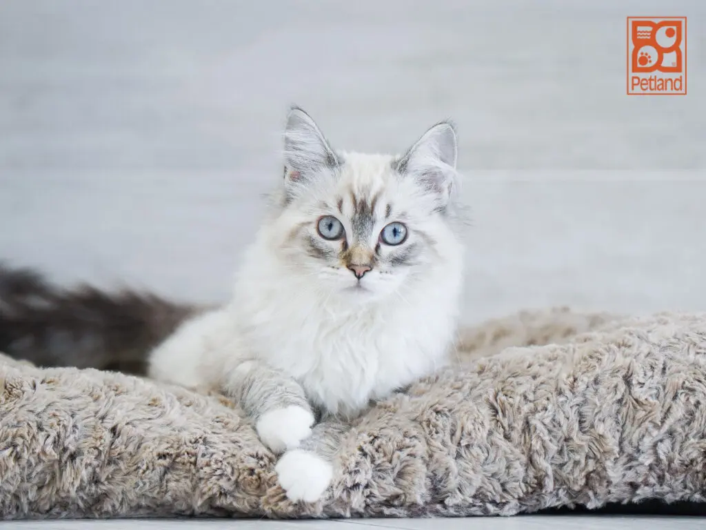 Ragdoll Image #1