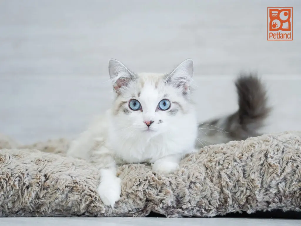 Ragdoll Image #1