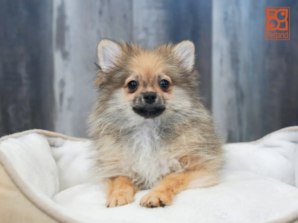 Pomeranian Image #1