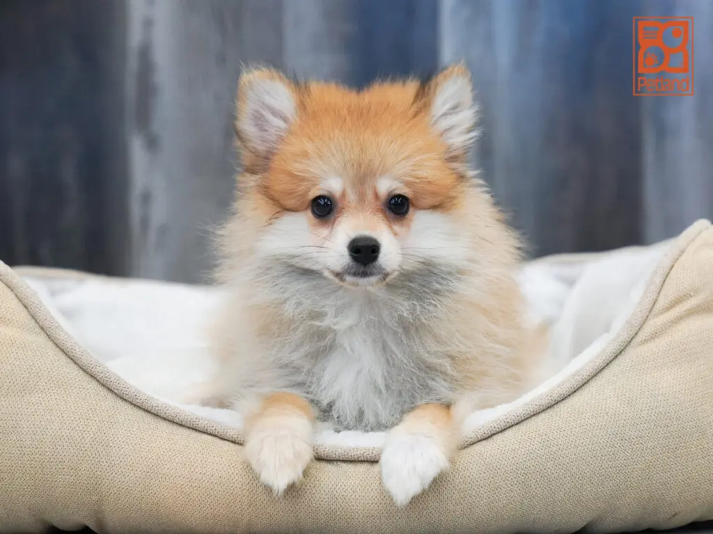 Pomeranian Image #1