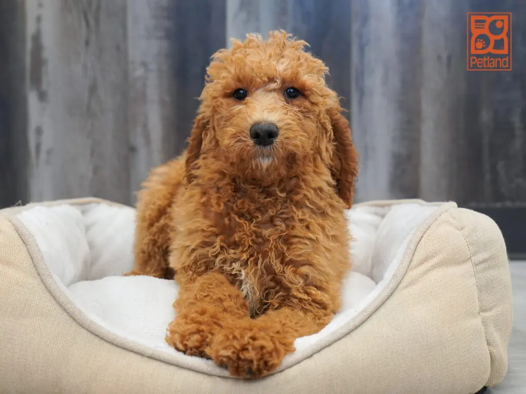 Goldendoodle 2nd Gen Image #1