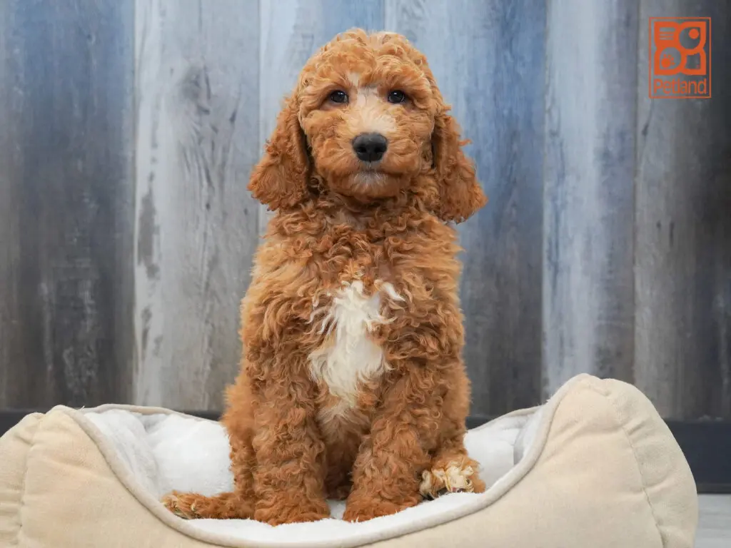 Goldendoodle 2nd Gen Image #1