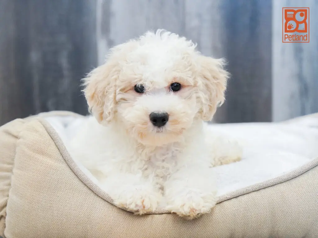 Bichapoo Image #1