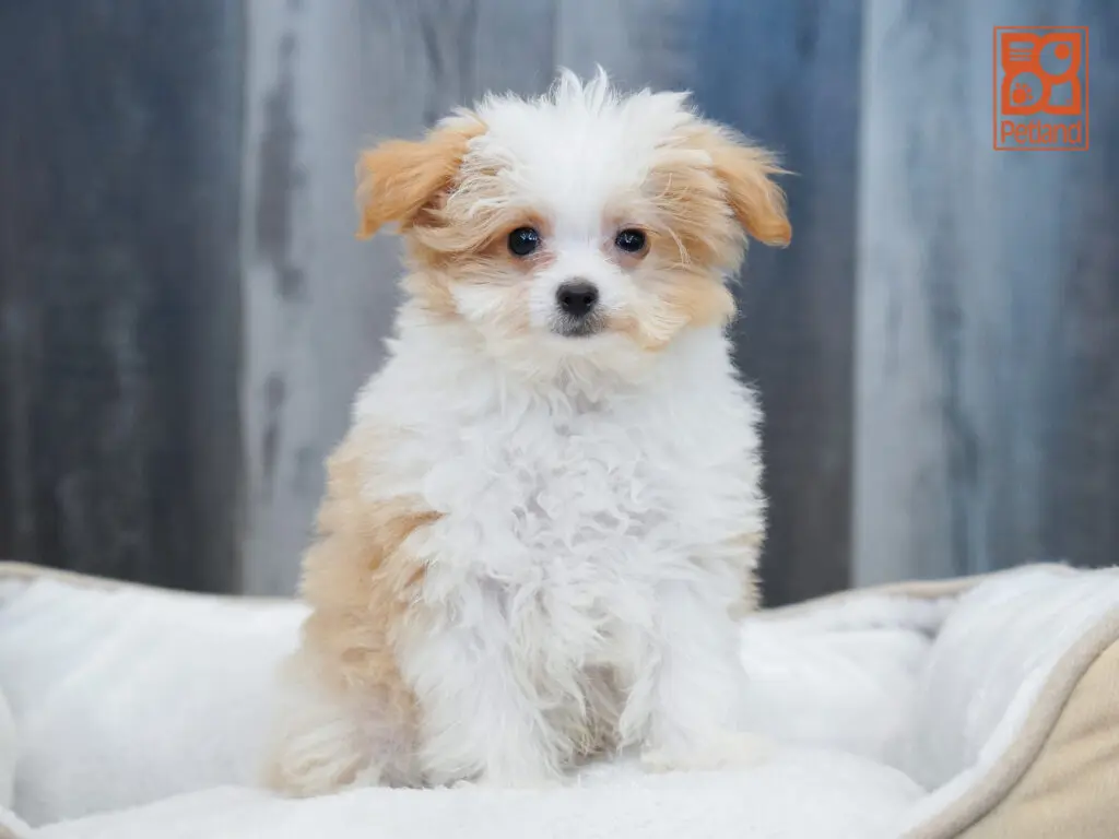 PomAPoo Image #1