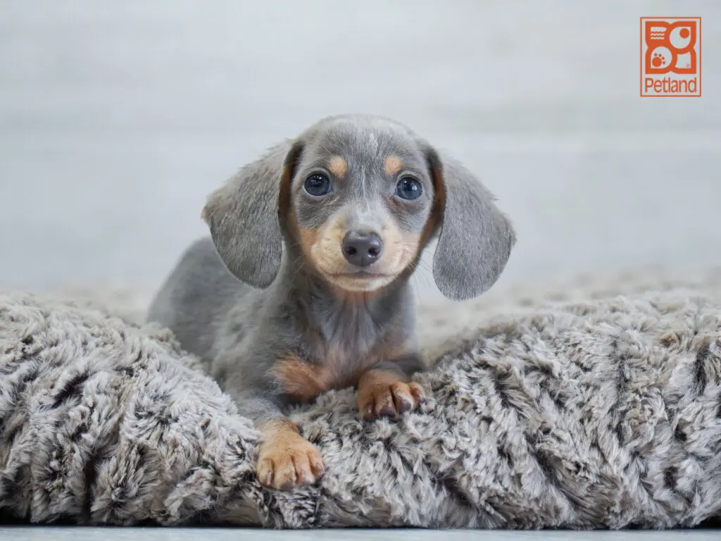 Dachshund Image #1