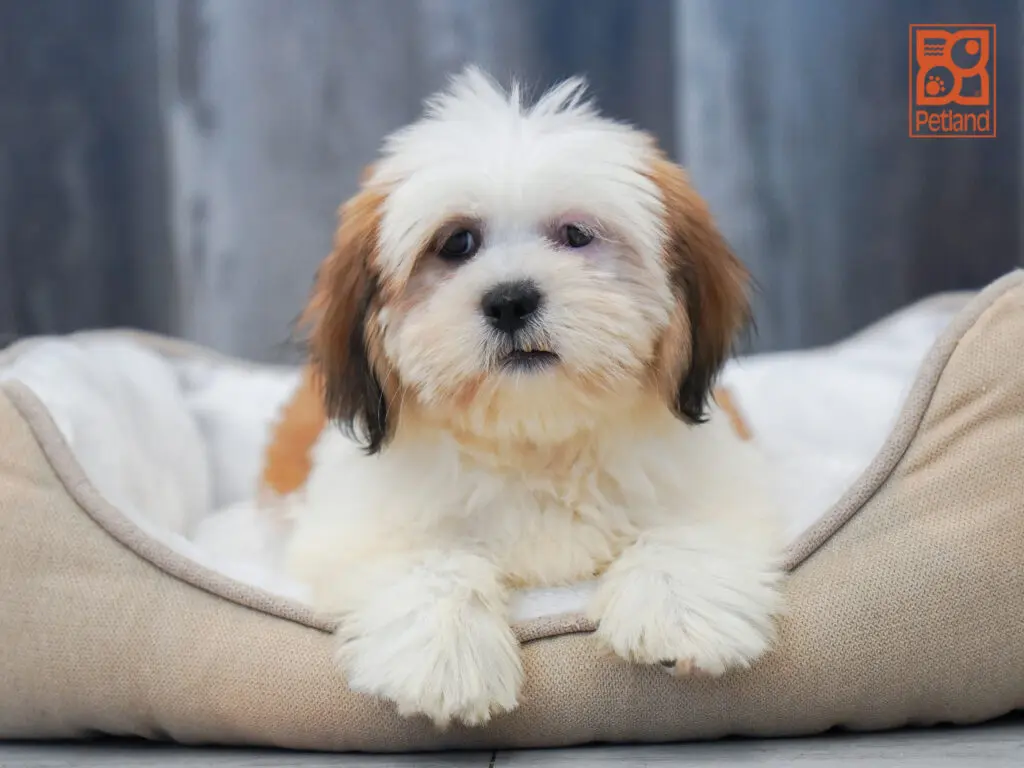 Lhasa Apso Image #1