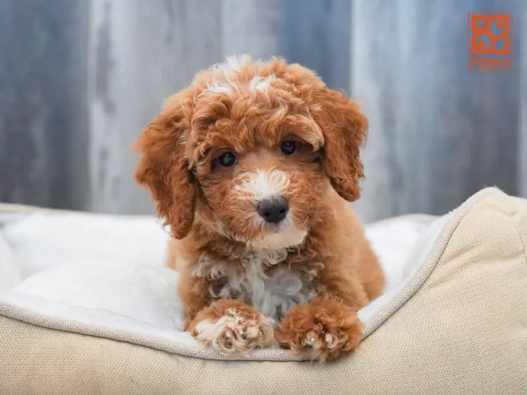 Mini Goldendoodle  2nd Gen Image #1