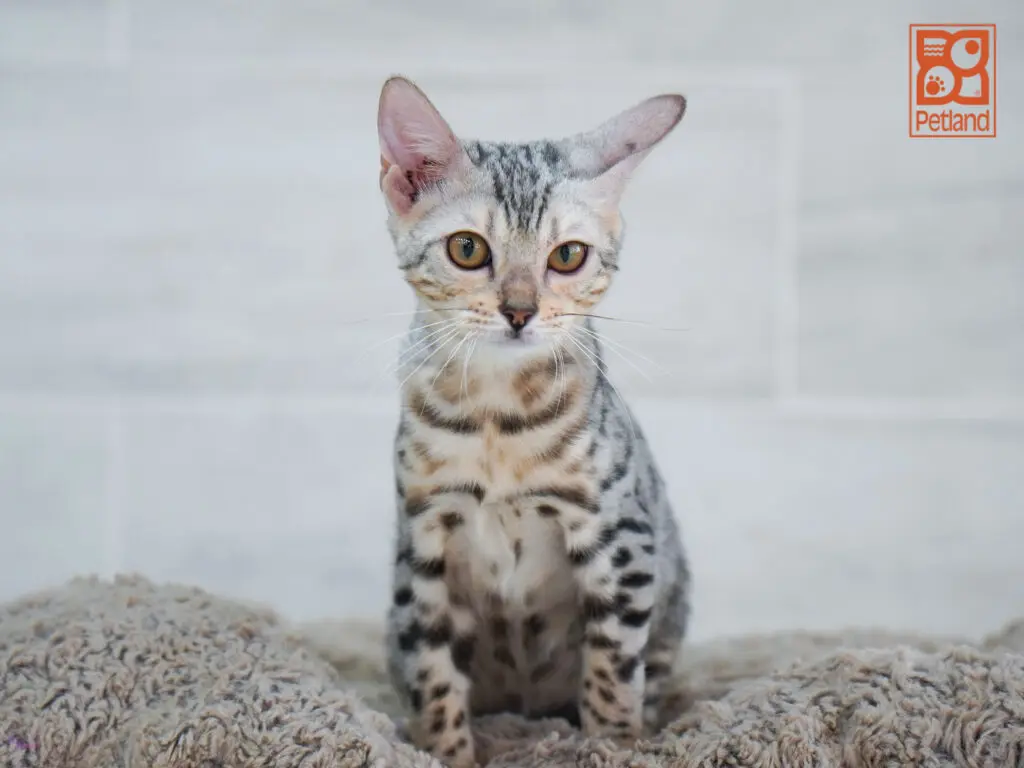 Bengal Image #1