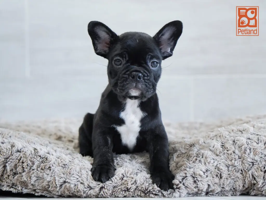 French Bulldog Image #1