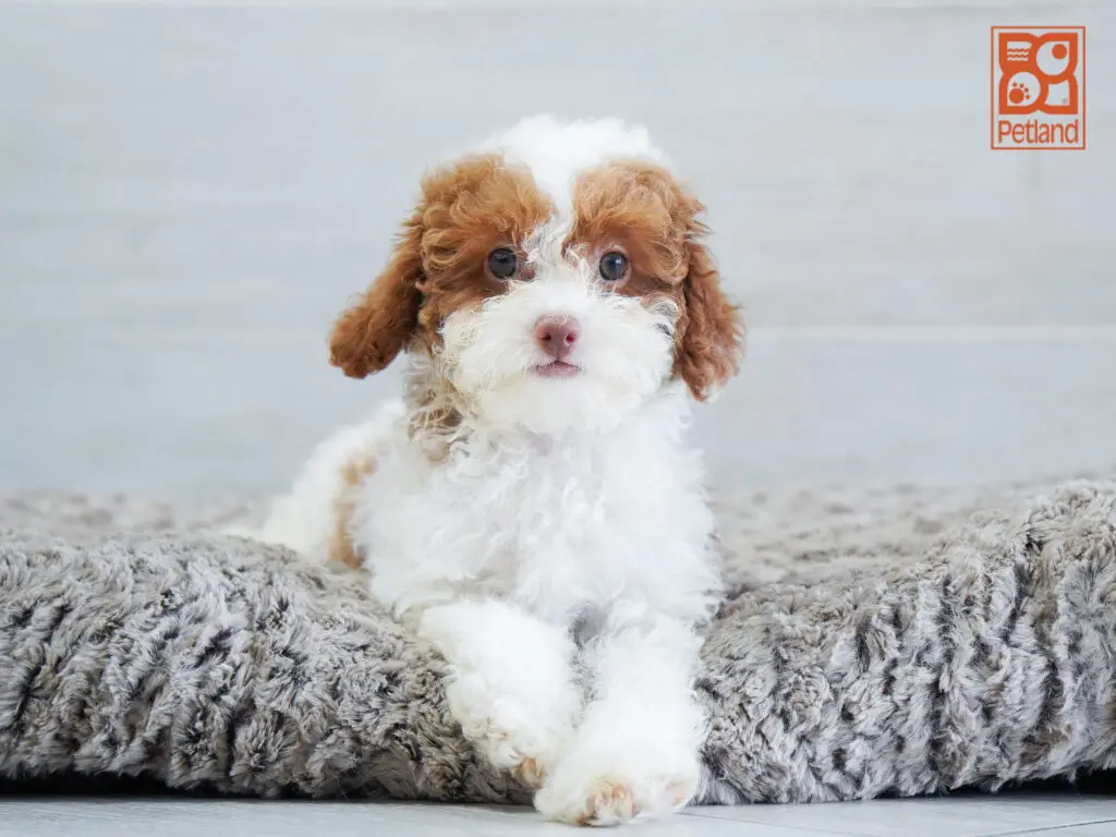 Poodle Image #1