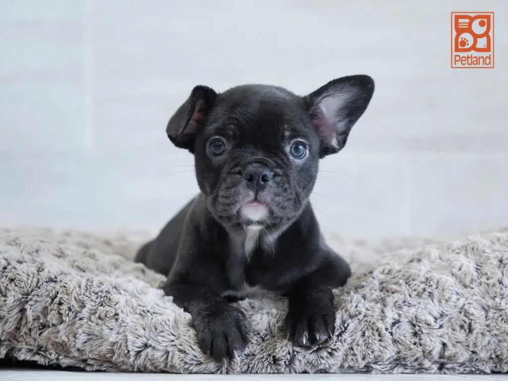 French Bulldog Image #1