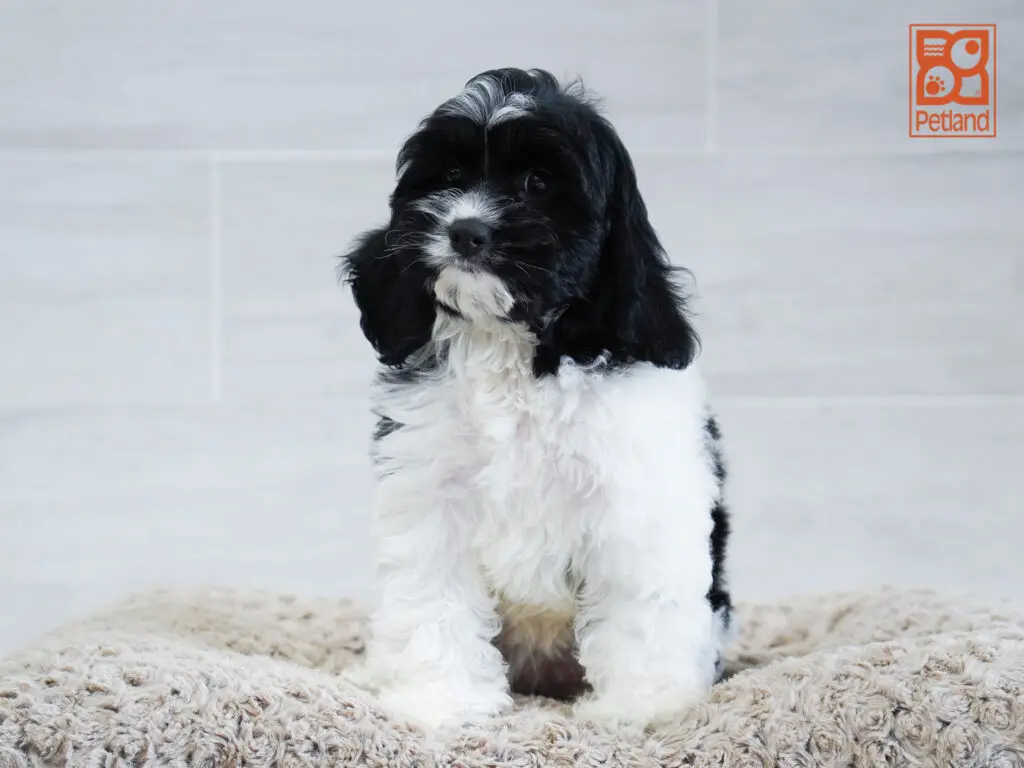 Cockapoo Image #1