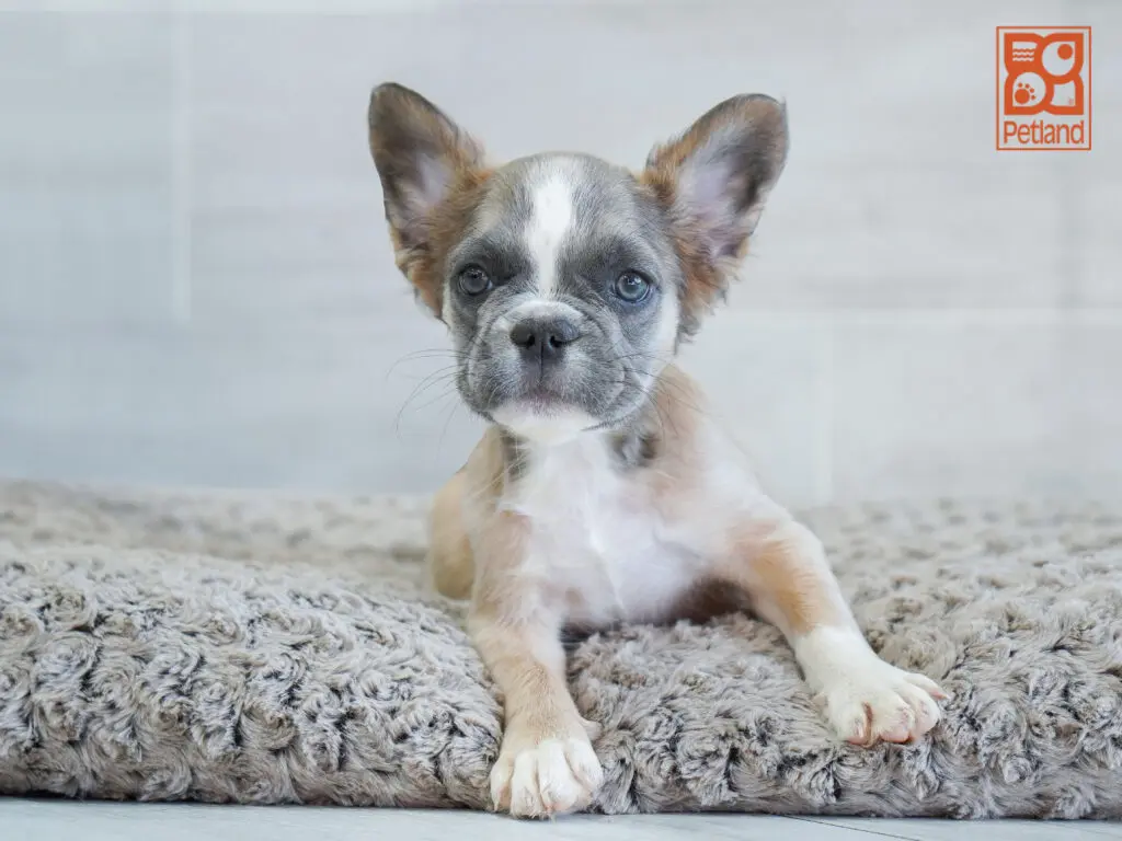 French Bulldog Image #1