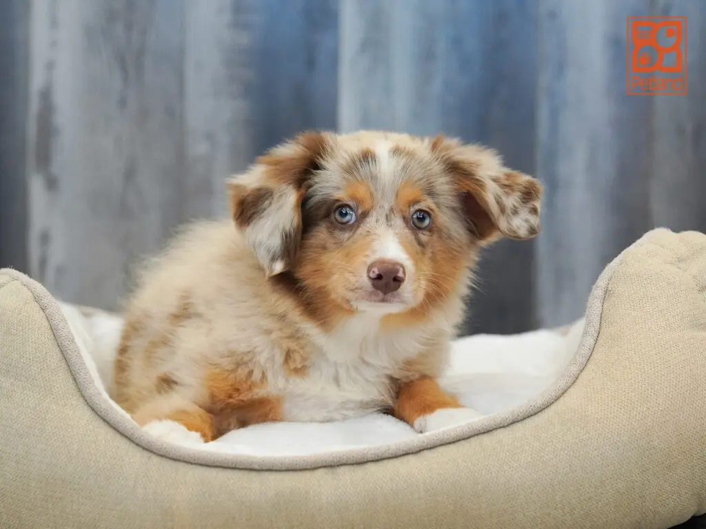 Mini Australian Shepherd Image #1