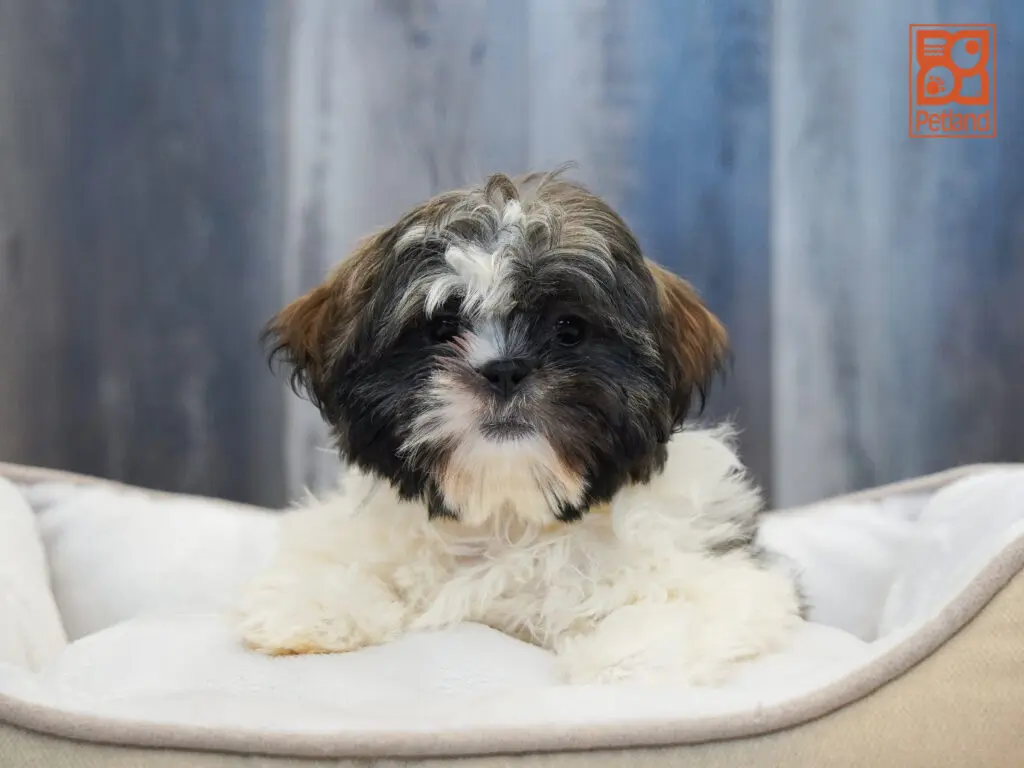Shih Tzu Image #1