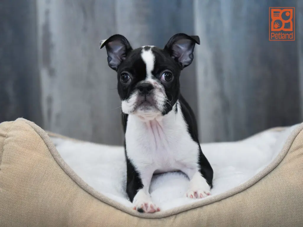 Boston Terrier Image #1