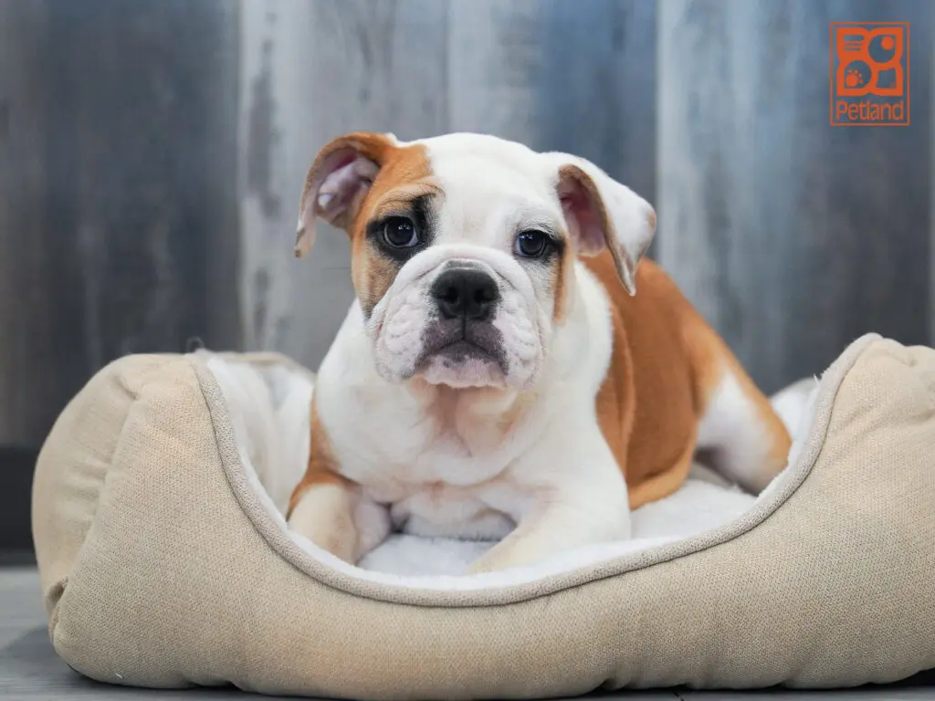 English Bulldog Image #1