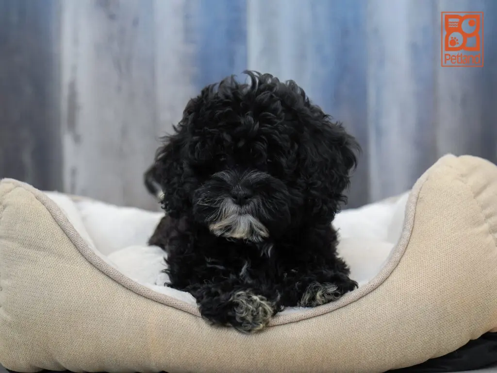 ShihPoo Image #1