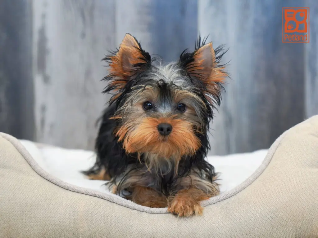 Yorkshire Terrier Image #1
