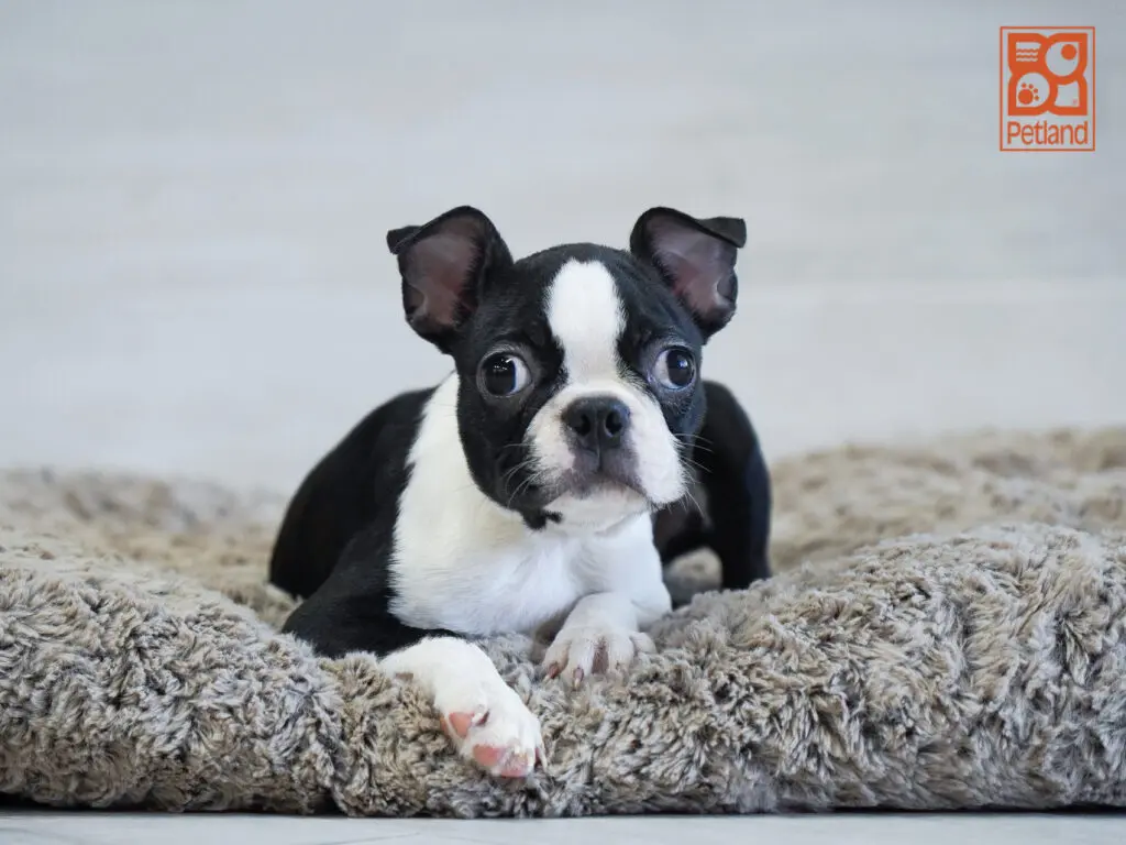 Boston Terrier Image #1